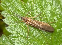 Anabolia