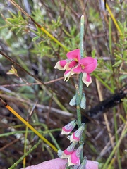 Sphaerolobium rostratum
