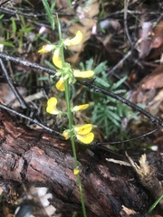 Sphaerolobium alatum