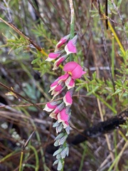 Sphaerolobium rostratum