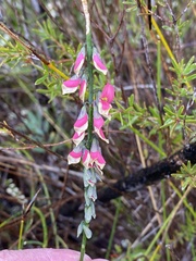 Sphaerolobium rostratum
