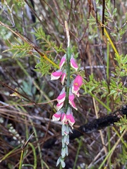Sphaerolobium rostratum