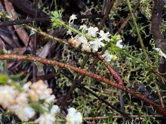 Acacia hastulata