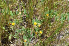 Acmispon wrangelianus