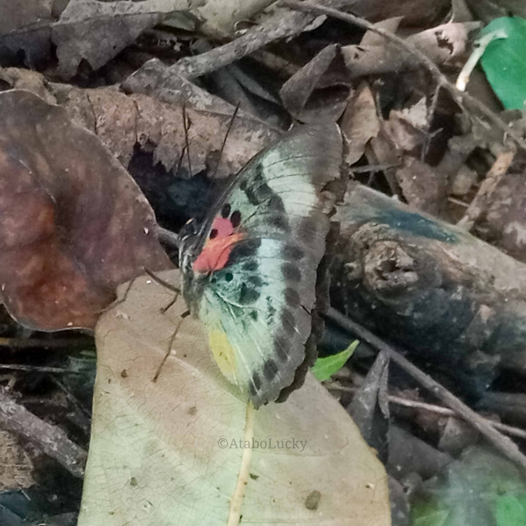 Euphaedra permixtum