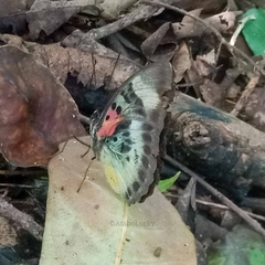 Euphaedra permixtum diva