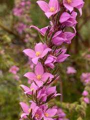 Boronia stricta