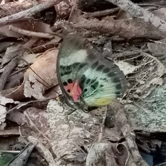 Euphaedra permixtum diva