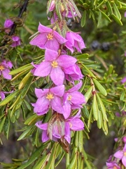 Boronia stricta