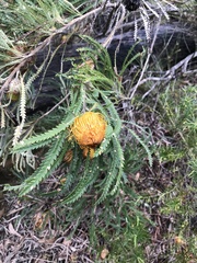 Banksia formosa