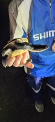 Chelodina kurrichalpongo