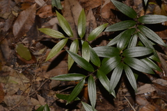 Drymophila moorei