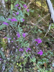 Indigofera filiformis