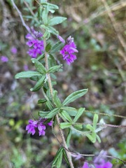 Indigofera filiformis