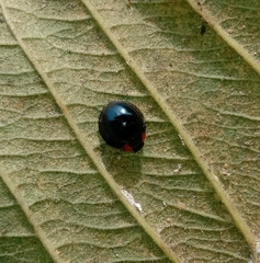 Curinus coeruleus