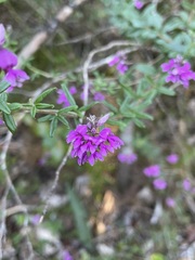 Indigofera filiformis