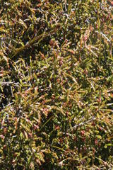Passerina truncata monticola