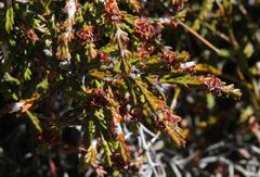 Passerina truncata monticola