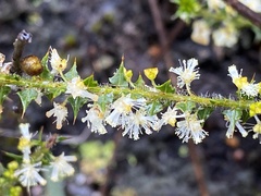 Acacia hastulata