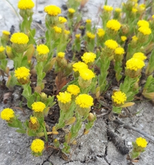 Leptorhynchos waitzia