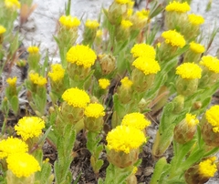 Leptorhynchos waitzia