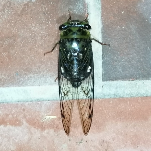 Majeorona lutea