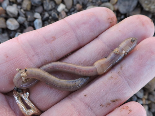 Aporrectodea trapezoides