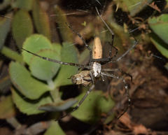 Euprosthenops australis