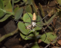 Euprosthenops australis
