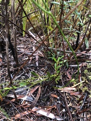 Sphaerolobium rostratum