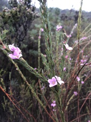 Boronia stricta