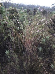 Boronia stricta
