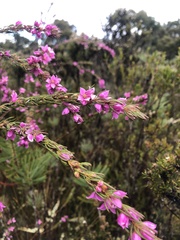 Boronia stricta