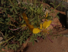 Cleome foliosa lutea