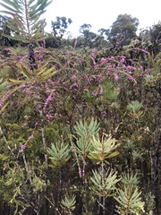 Boronia stricta