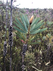 Melaleuca glauca