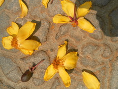 Cochlospermum religiosum