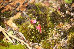 Utricularia menziesii