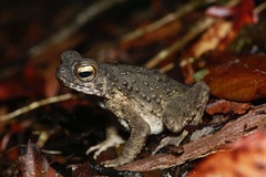 Phrynoidis juxtasper