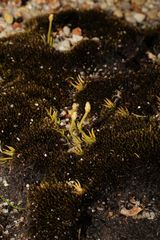 Phylloglossum drummondii