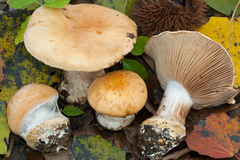 Cortinarius pseudoarcuatorum