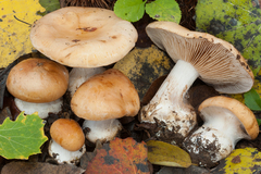 Cortinarius pseudoarcuatorum