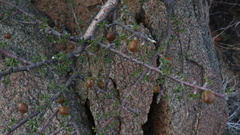 Commiphora capensis
