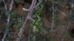 Commiphora capensis