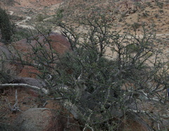 Commiphora capensis