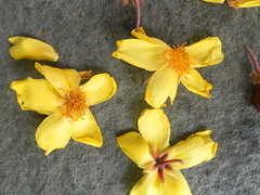 Cochlospermum religiosum