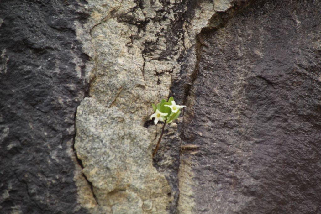 Sticky tailflower (Anthocercis viscosa)