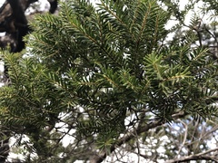 Melaleuca preissiana