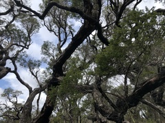 Melaleuca preissiana