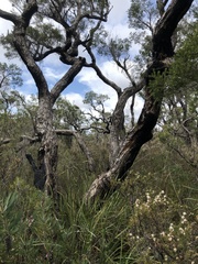 Melaleuca preissiana